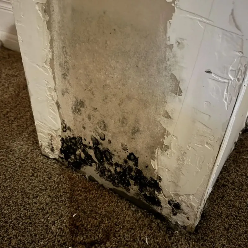 Professional Mold Removal in North Zanesville, OH